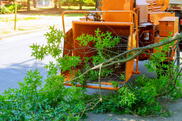 How Our Tree Care Process Works  in  Southwood Acres, CT